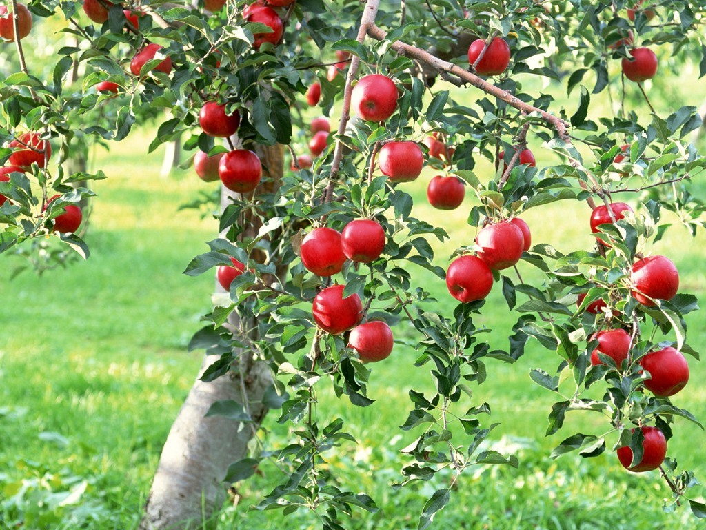 Apple Tree Images