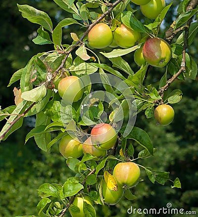 Apple Tree Images Free