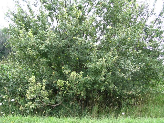 Apple Tree Images Free