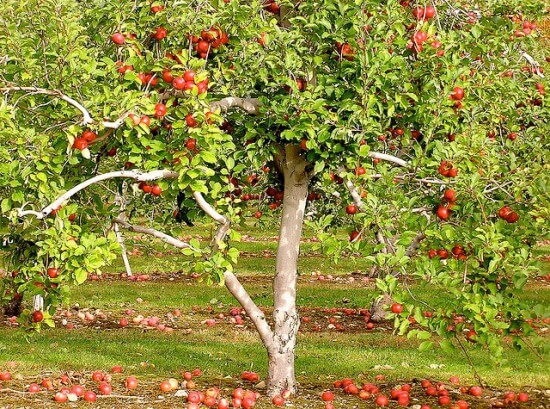 Apple Tree Images Free