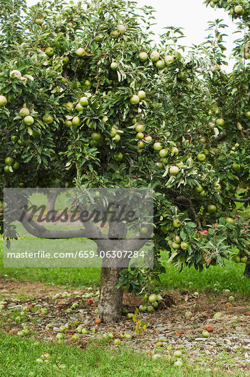 Apple Tree Images Photography