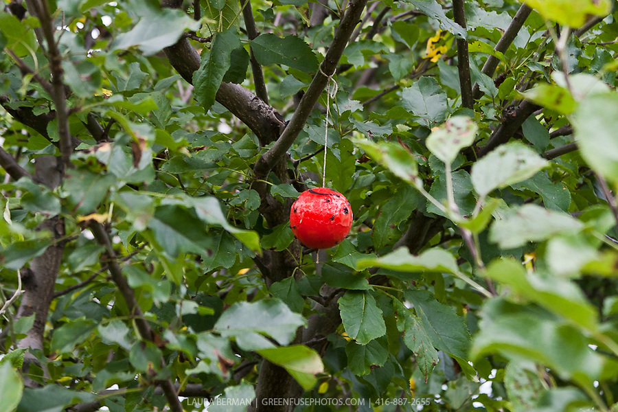 Apple Tree Images Photography