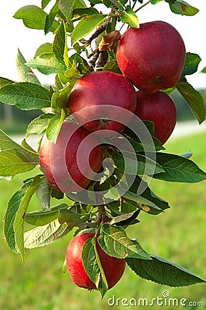 Apple Tree Images Photography