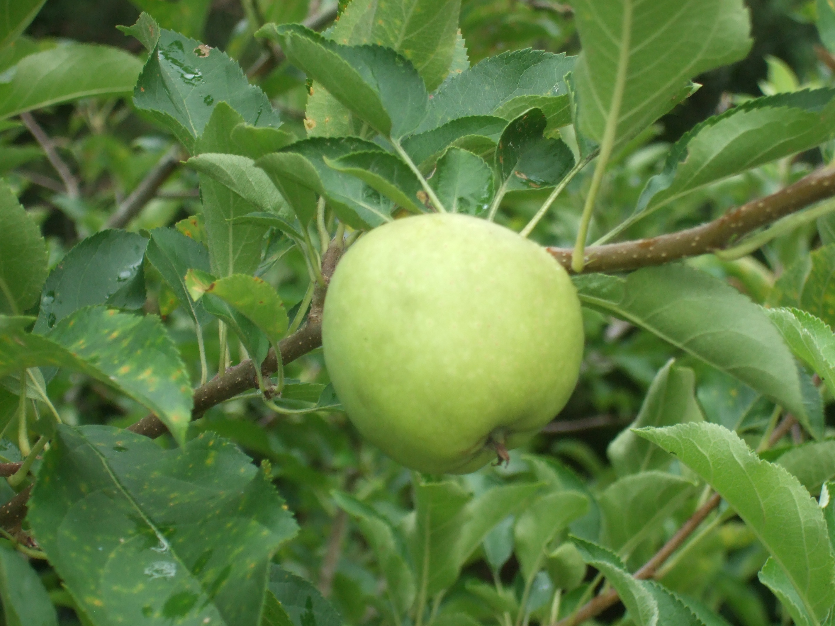 Apple Tree Images Photography