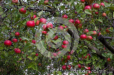 Apple Tree Images Photography