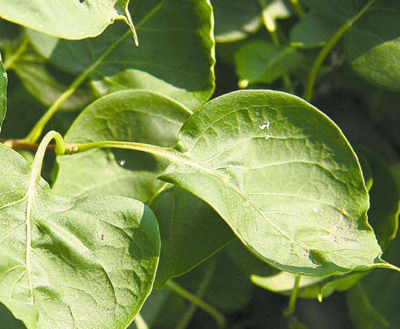 Apple Tree Leaf