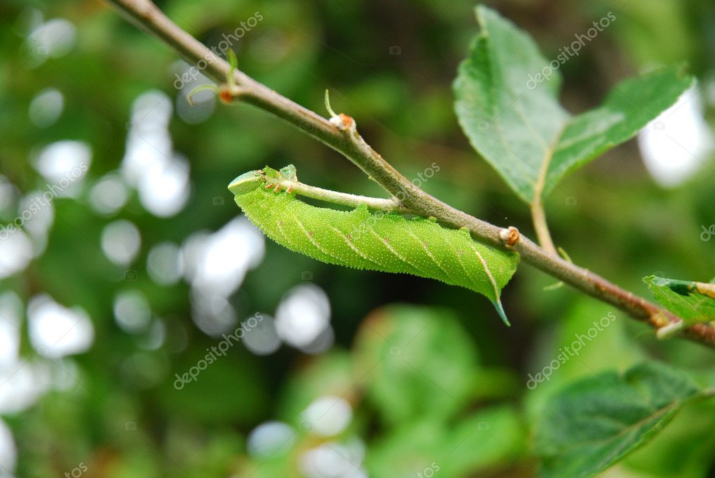 Apple Tree Leaf