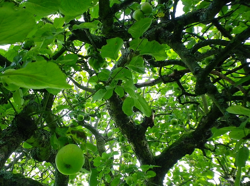 Apple Tree Leaf Characteristics