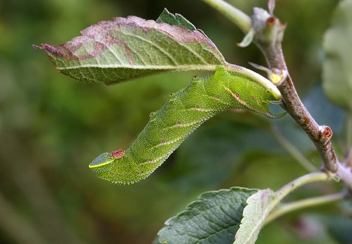 Apple Tree Leaf Characteristics