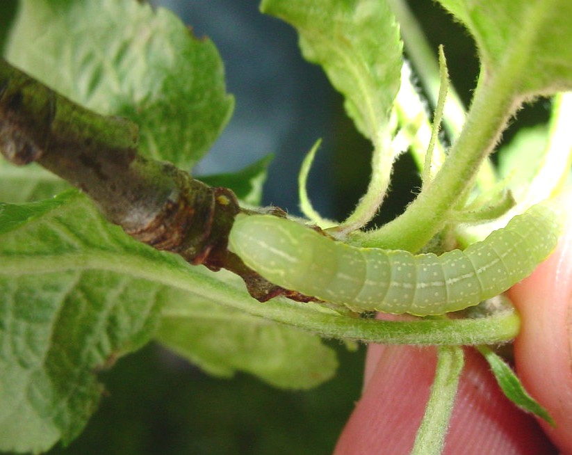 Apple Tree Leaf Characteristics