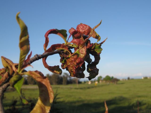 Apple Tree Leaf Curl