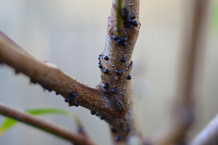 Apple Tree Leaf Curl