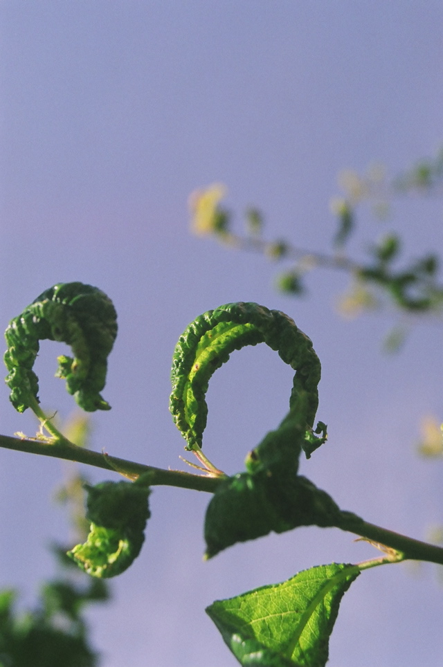 Apple Tree Leaf Curl