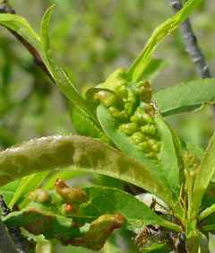 Apple Tree Leaf Curl