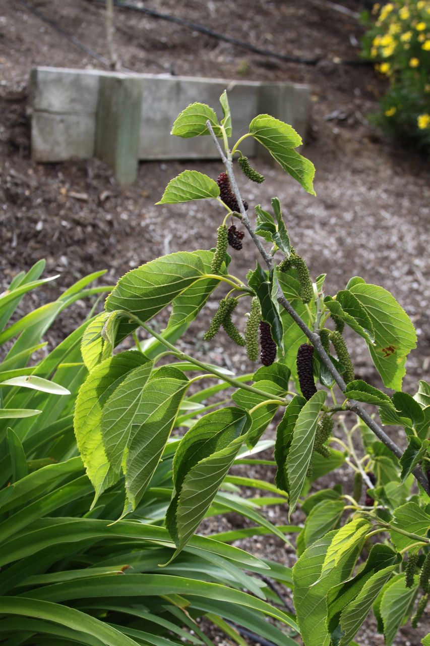 Apple Tree Leaf Curl