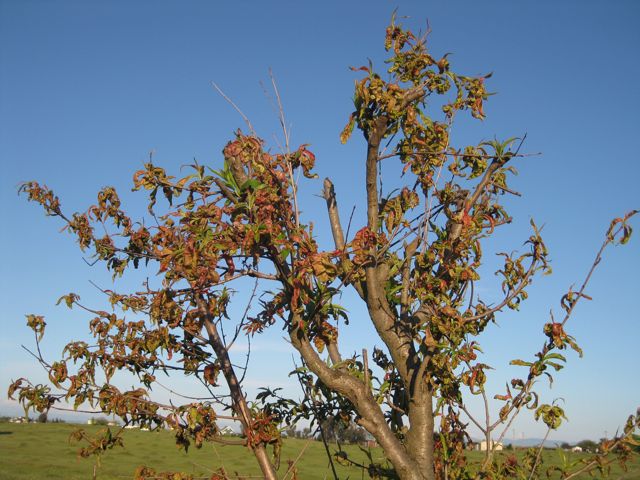 Apple Tree Leaf Curl