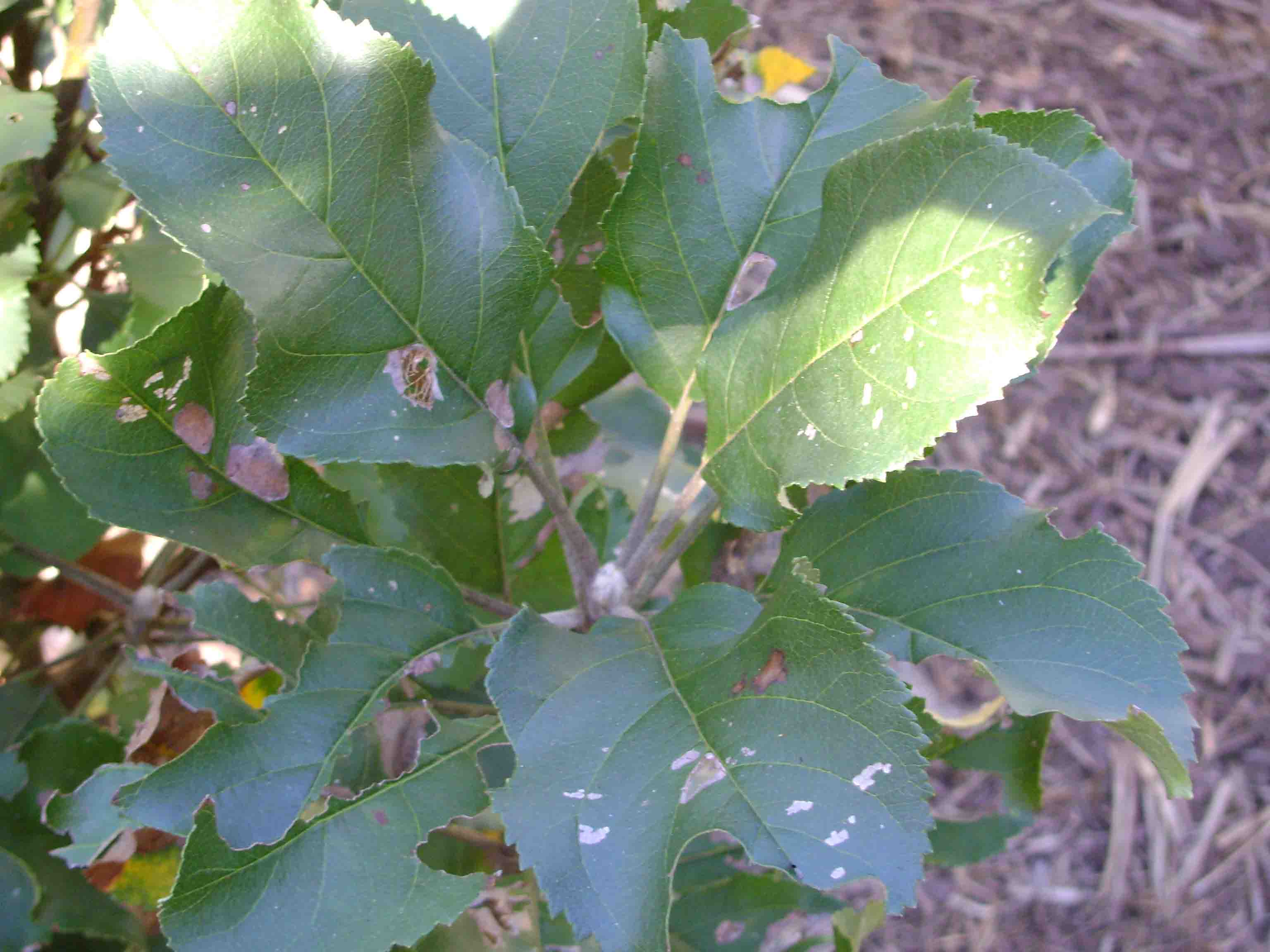 Apple Tree Leaf Facts