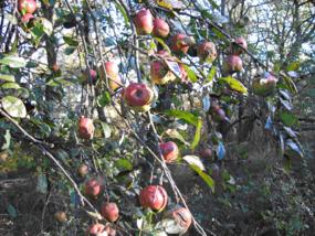 Apple Tree Leaf Scientific Name