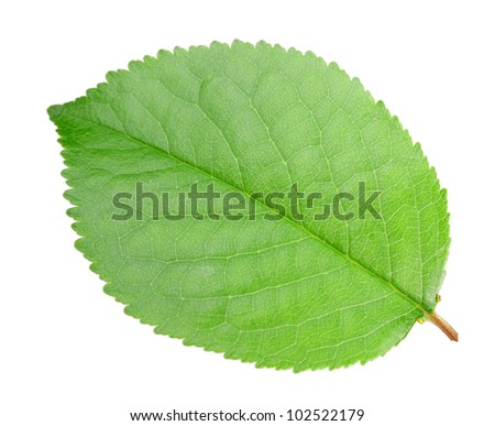 Apple Tree Leaf Shape