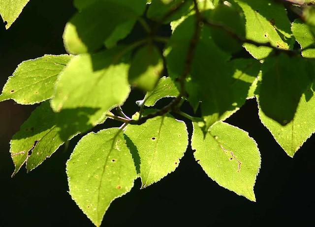 Apple Tree Leaf Type