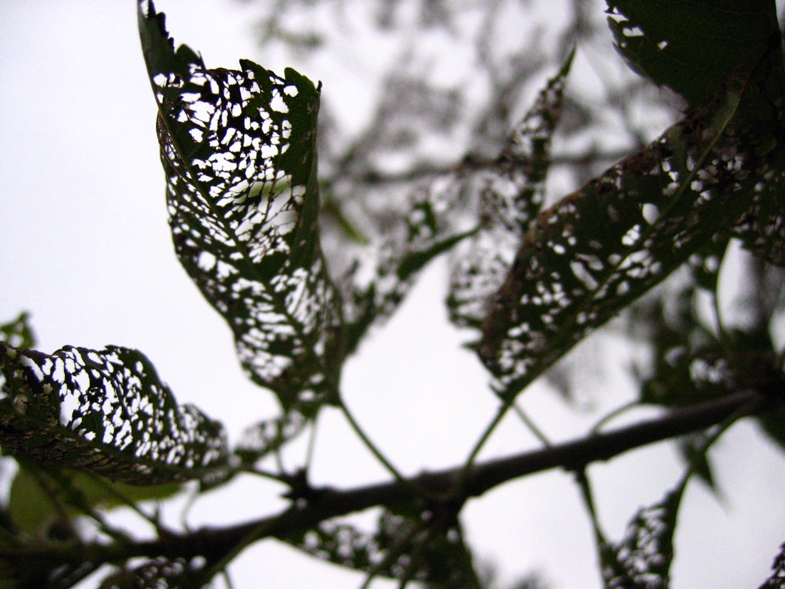 Apple Tree Leaf Type