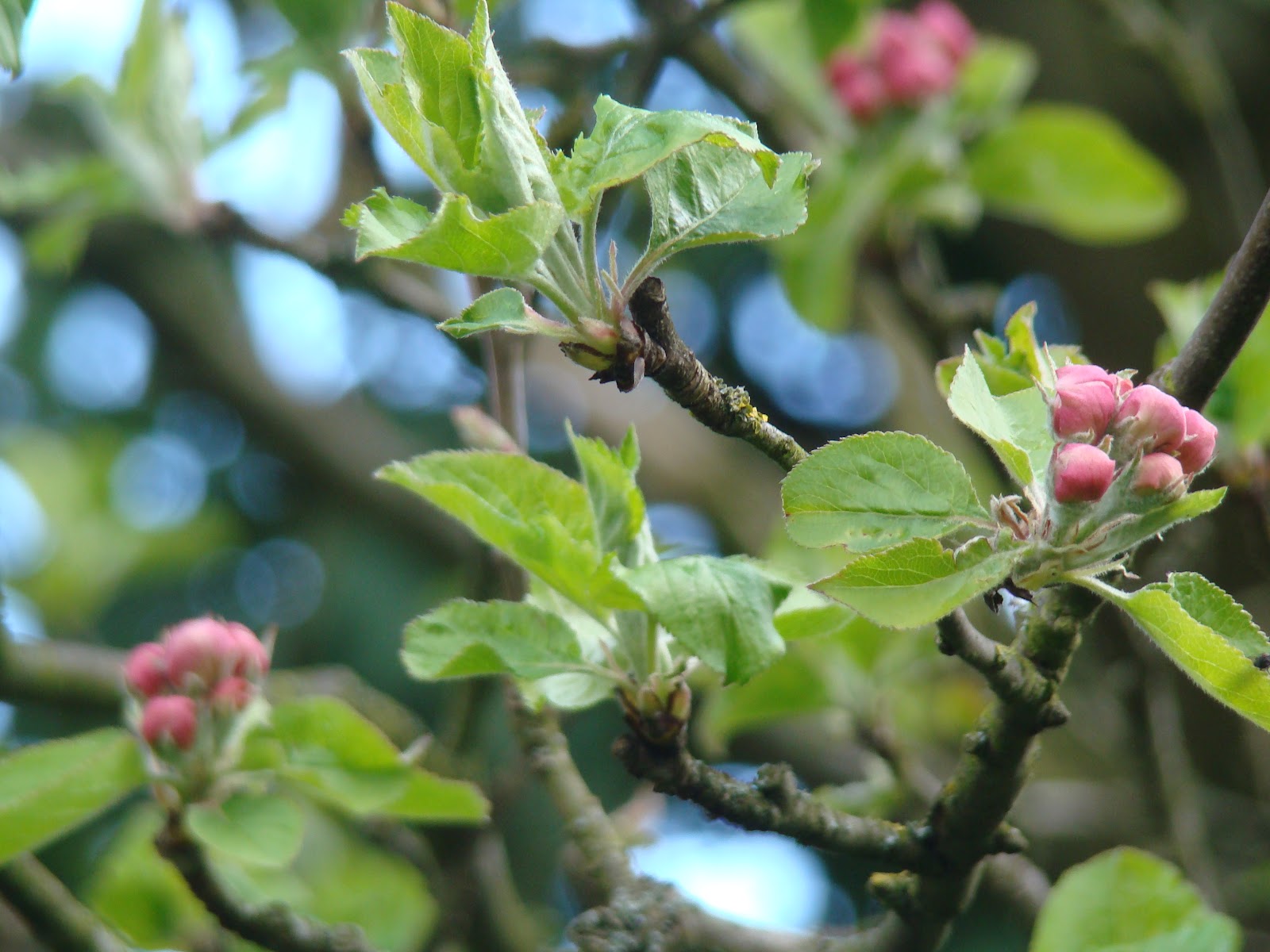 Apple Tree Leaf Type