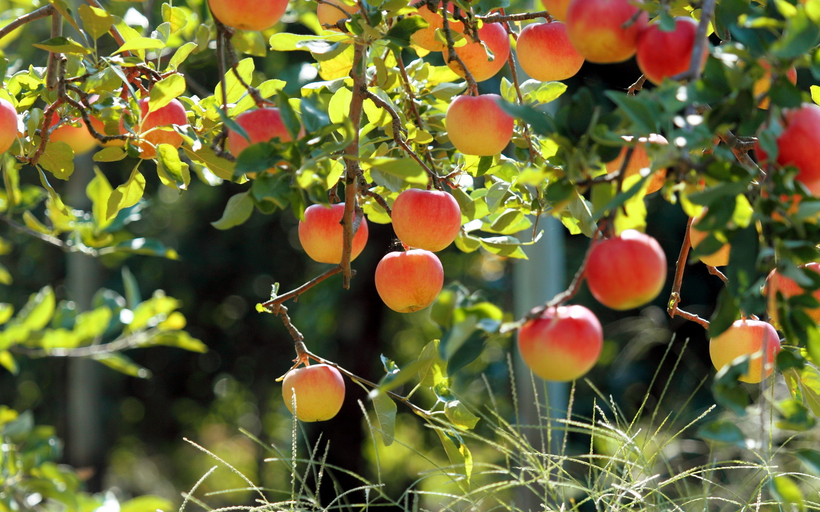 Apple Tree Pictures