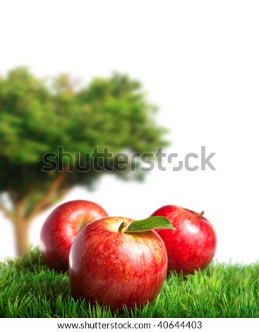 Apple Tree Pictures Free