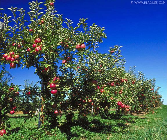 Apple Tree Pictures Images Photos