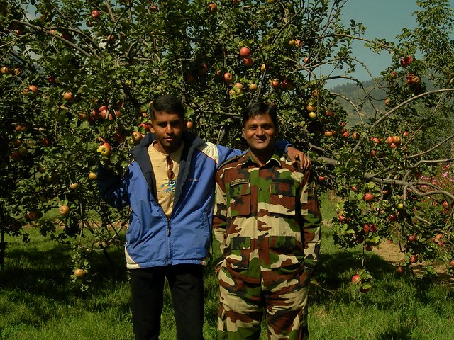 Apple Tree Pictures In Kashmir