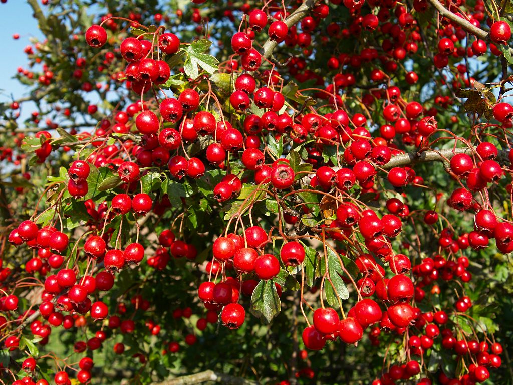 Apple Tree Pictures In Kashmir