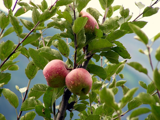 Apple Tree Pictures In Kashmir