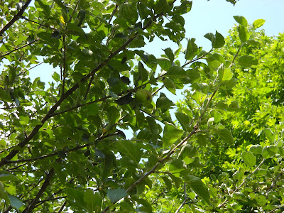 Apple Tree Pictures In Kashmir