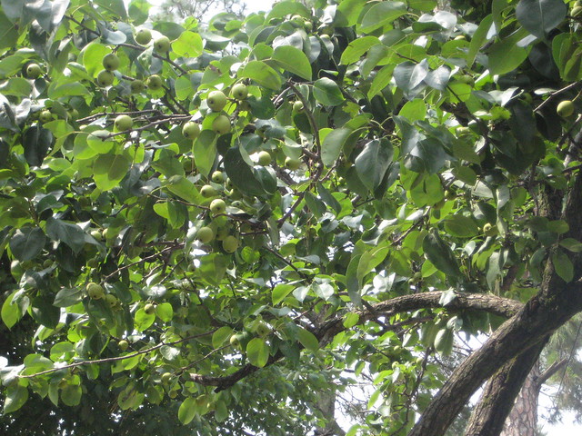 Apple Tree Pictures In Kashmir