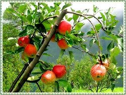 Apple Tree Pictures In Kashmir