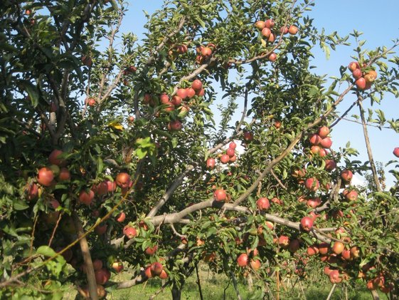 Apple Tree Pictures In Kashmir