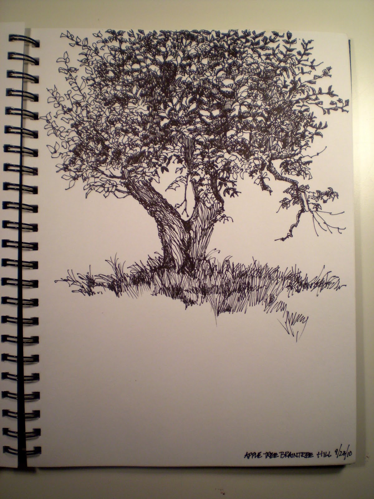 Apple Tree Sketch