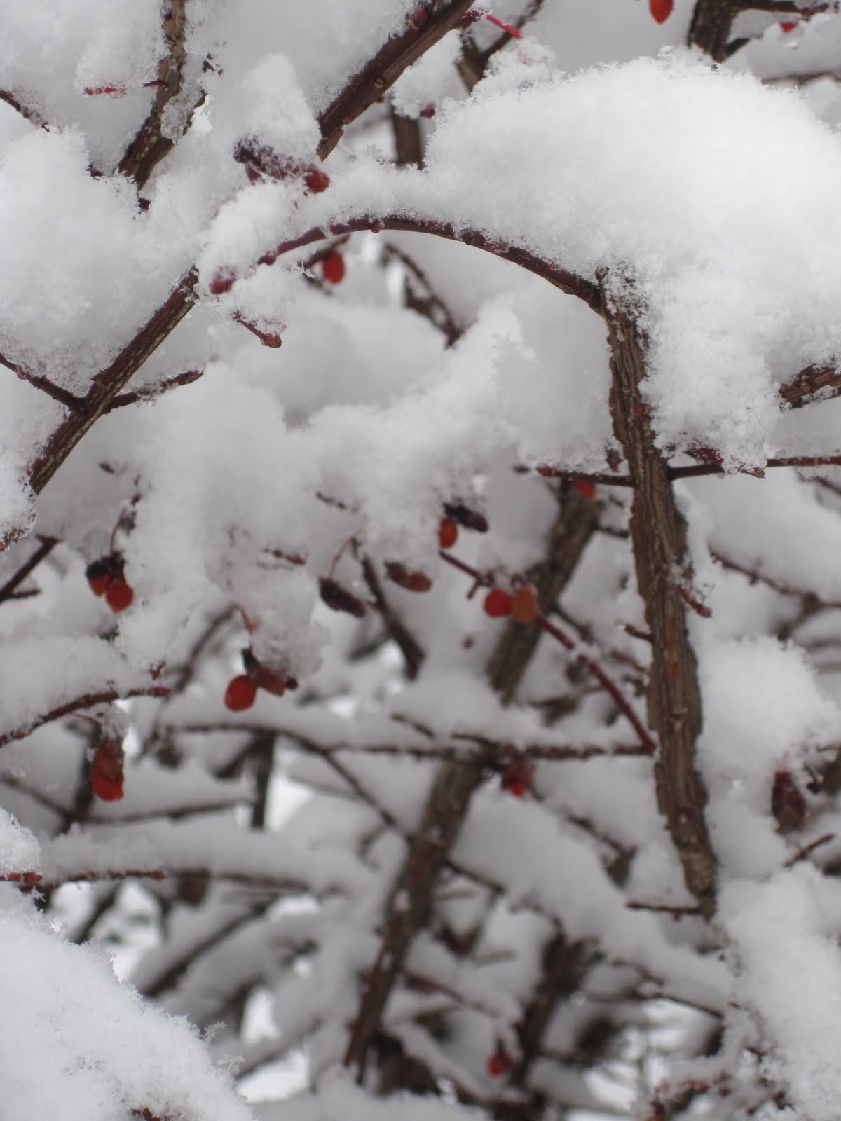 Artsy Pictures Of Snow