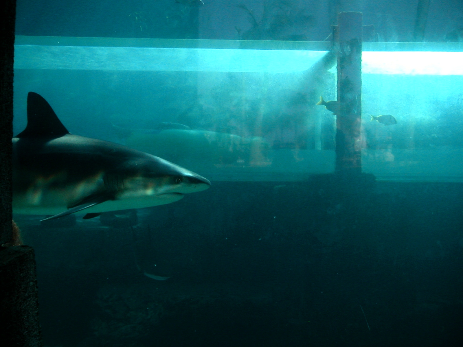 Atlantis Bahamas Slide Sharks