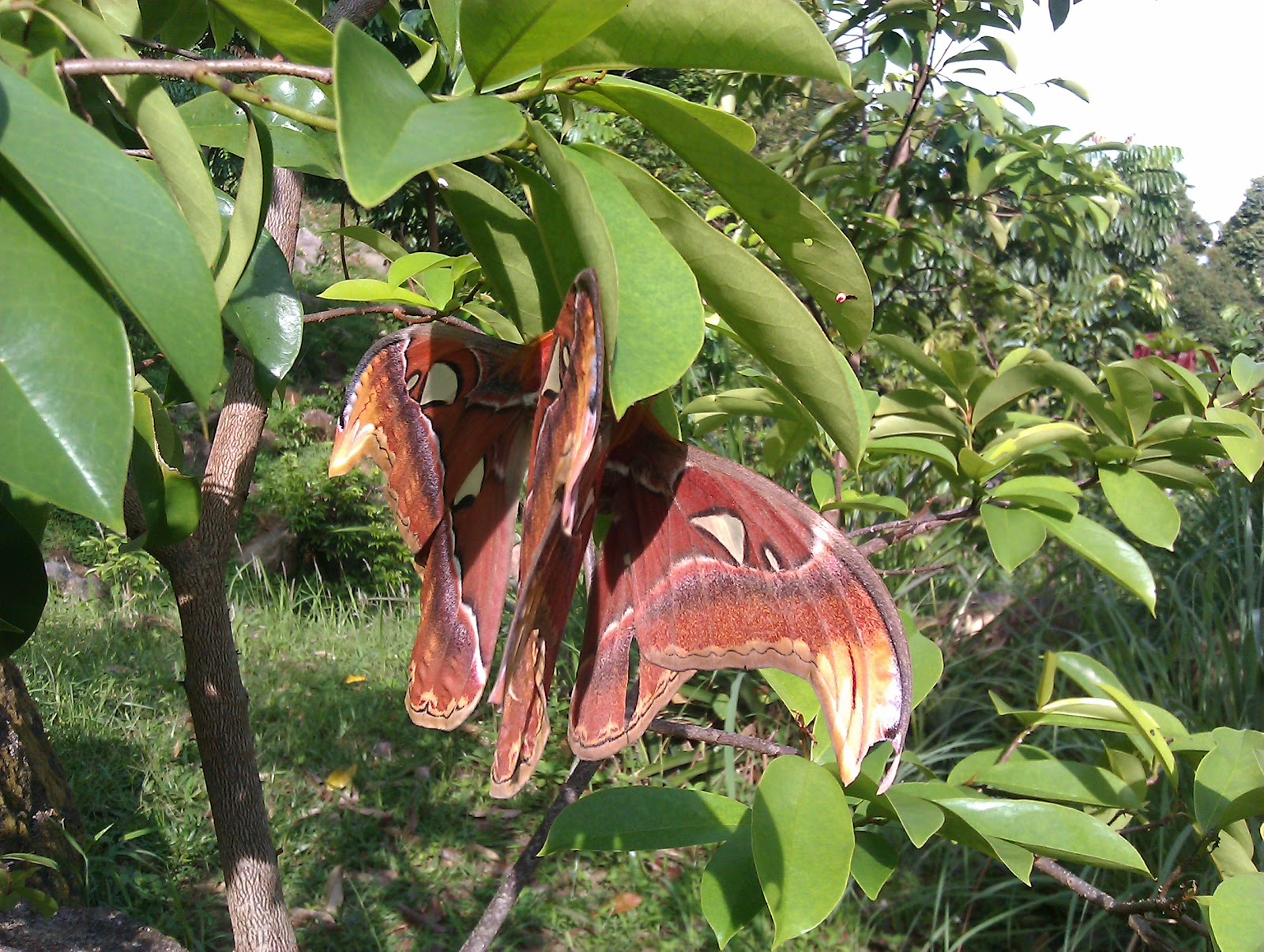 Atlas Moth