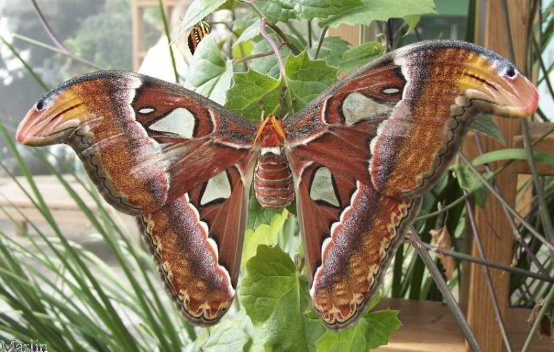 Atlas Moth