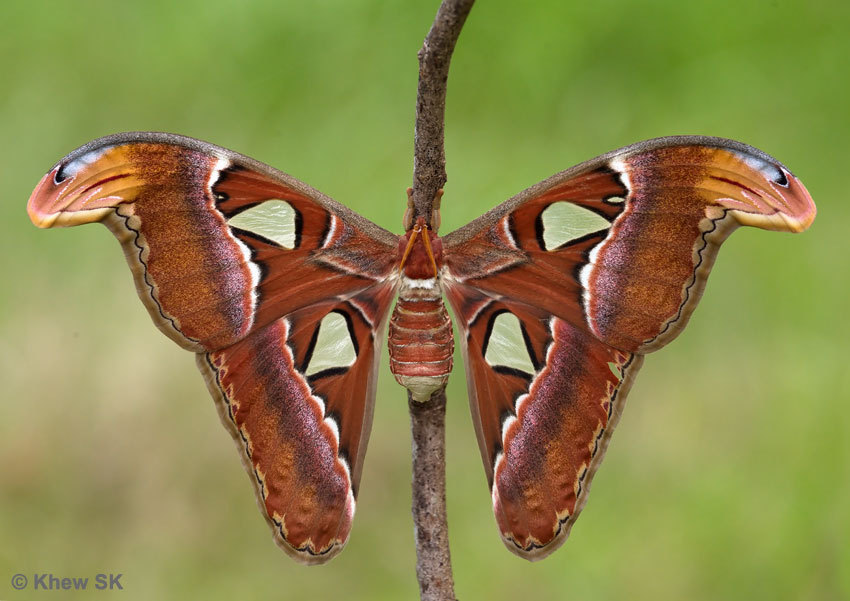 Atlas Moth