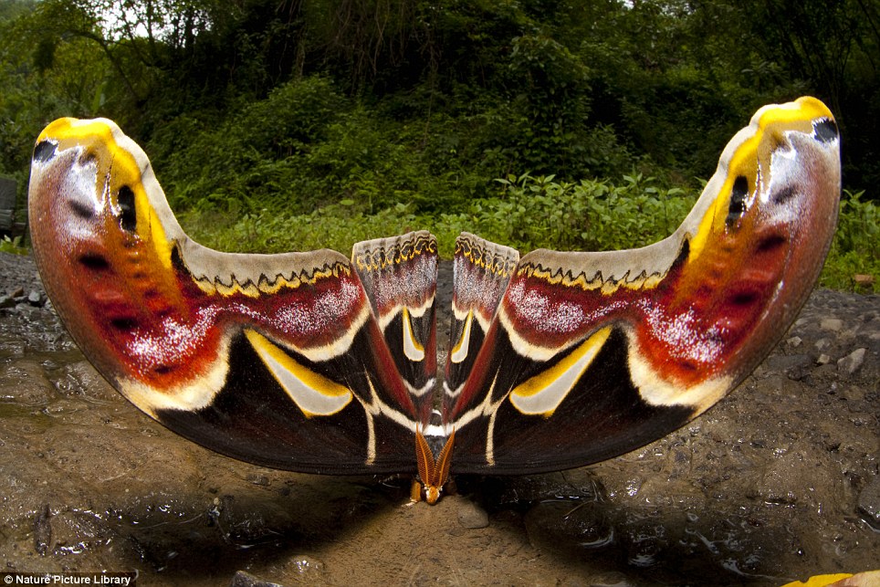 Atlas Moth