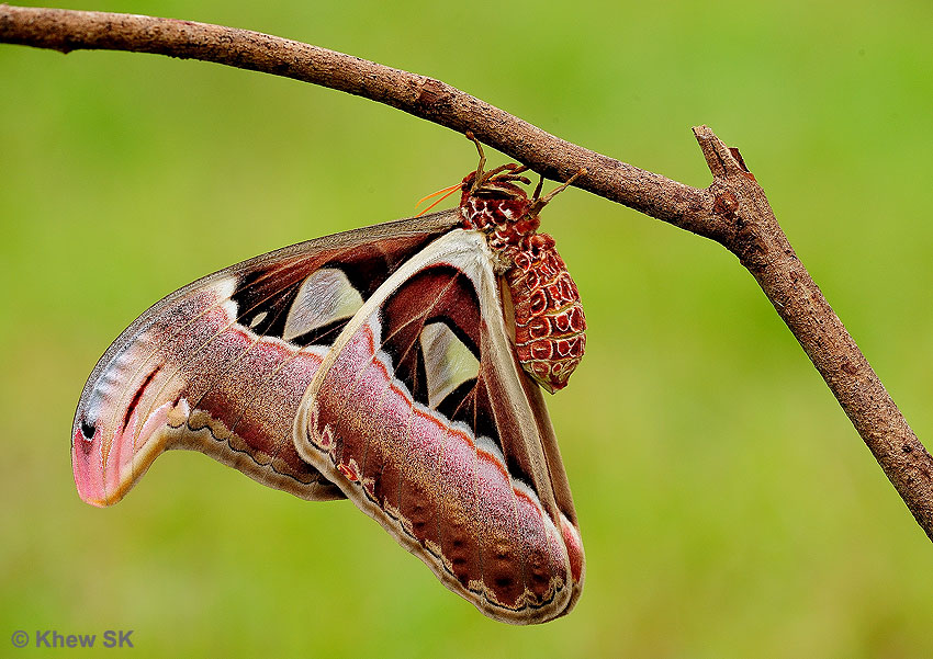 Atlas Moth