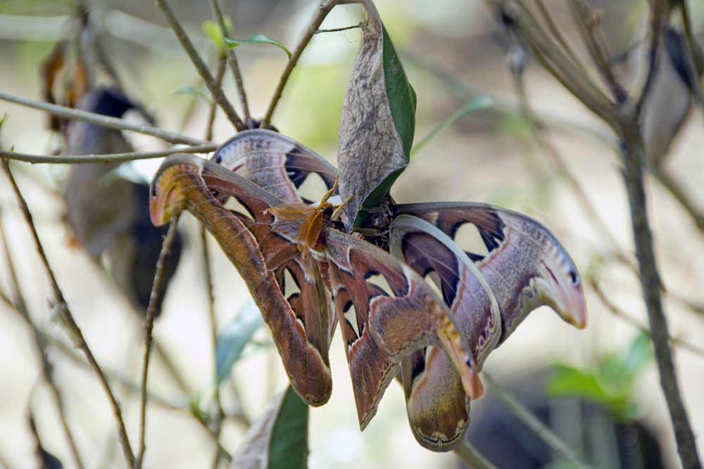 Atlas Moth