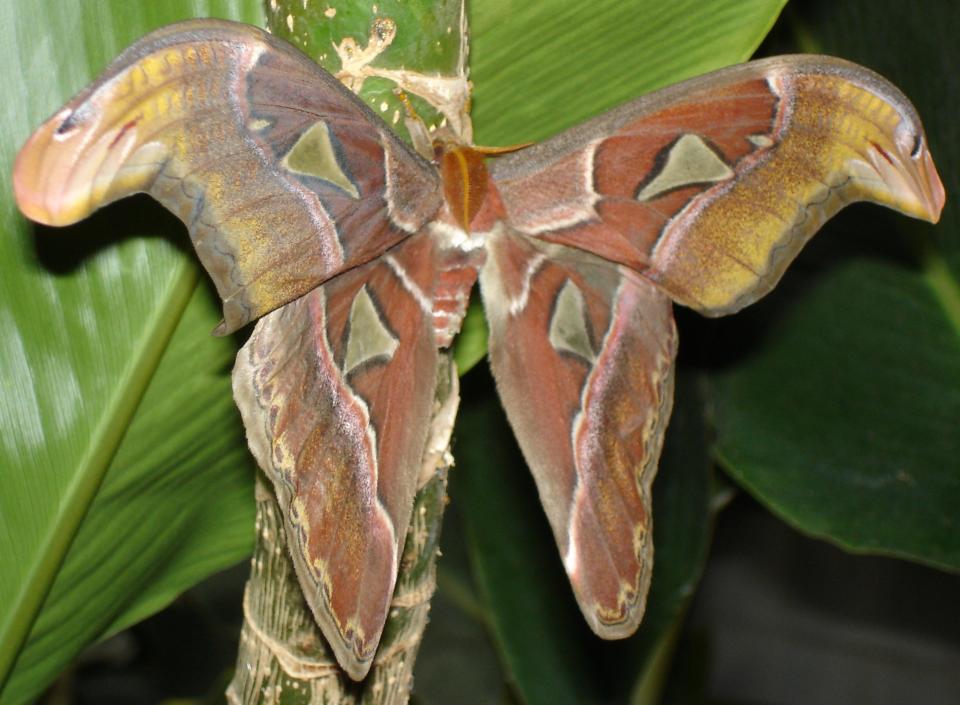 Atlas Moth