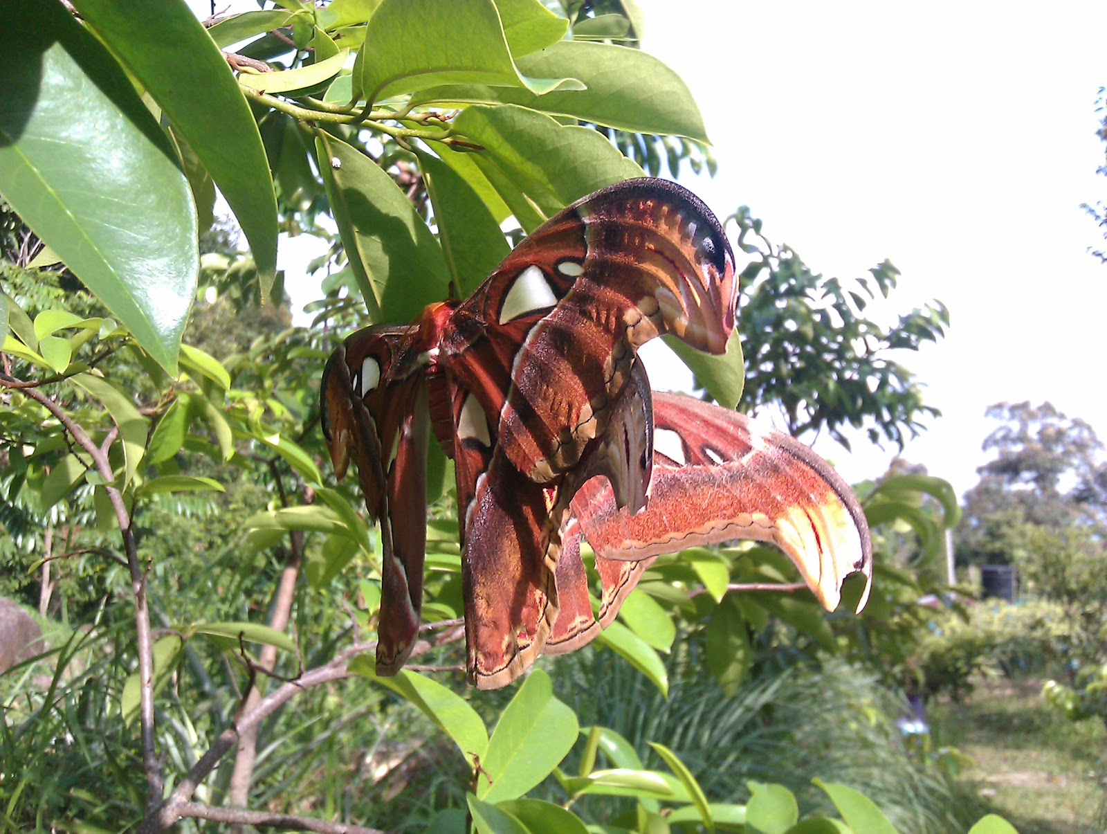 Atlas Moth