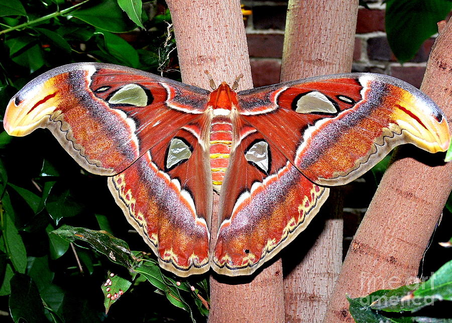 Atlas Moth