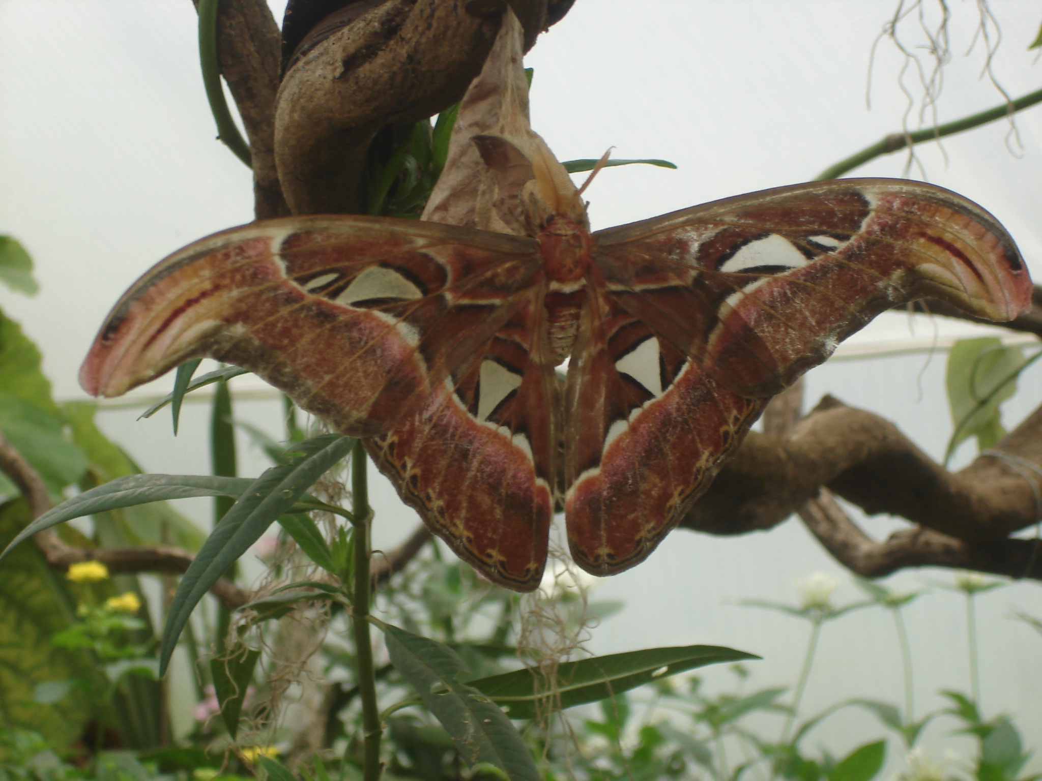 Atlas Moth