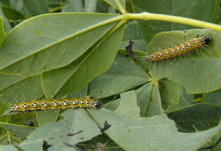 Atlas Moth Caterpillar For Sale